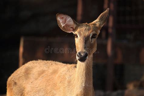 the close up face of Deer stock photo. Image of hunt - 112327050