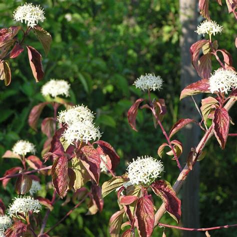 Cornus Sanguinea Sanguinella Vendita Piante Online