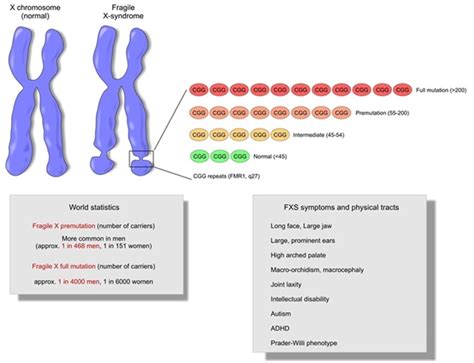 Fragile X Syndrome Testing Diagnosis Fragile X 101 44 Off