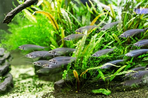 Glass Catfish | Arizona Aquatic Gardens