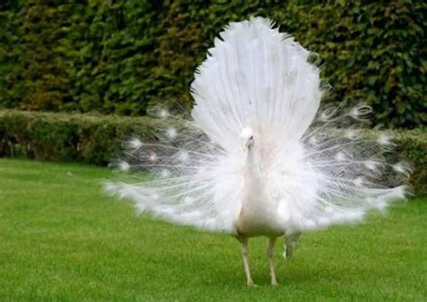 Pavo Real Blanco O Albino 】características Origen Extinción Y Más