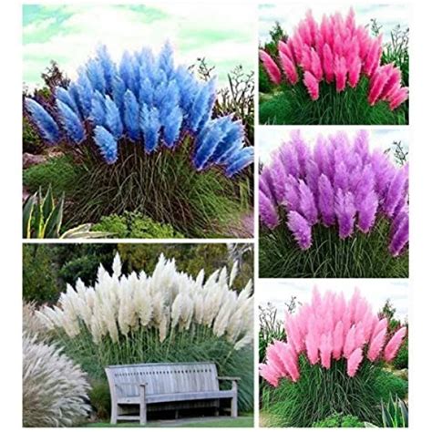 100+ Pcs Mix Pampas Grass Seeds Heirloom Ornamental Grass ...