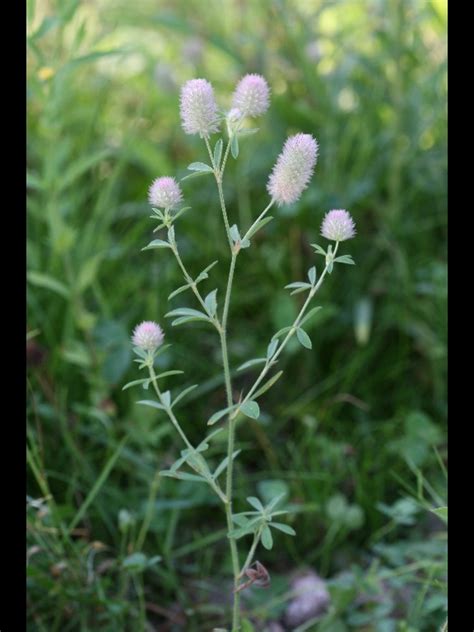 Trifolium arvense (rabbit-foot clover): Go Botany