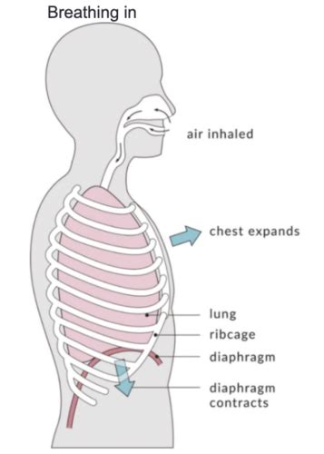 SPHS 570 Physiology Of Respiration Flashcards Quizlet