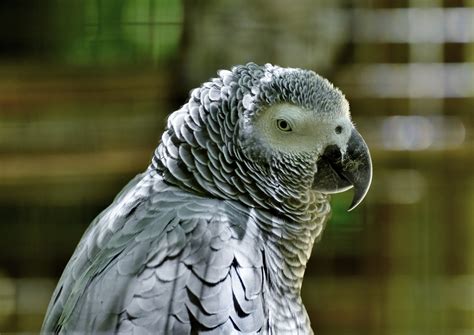 African Grey Parrot Birds For Sale In Texas Bird