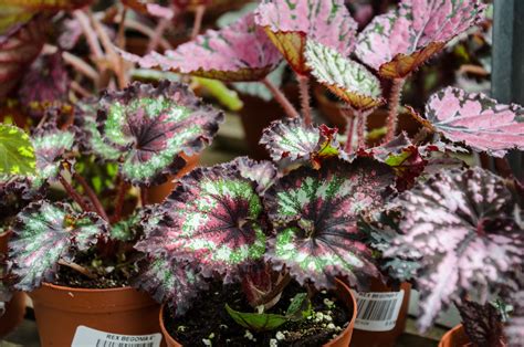 The Ever Elusive Rex Begonia Tallahassee Nurseries Tallahassees