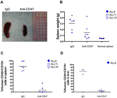 Therapeutic Antibody Targeting Of Cd47 Eliminates Human Acute