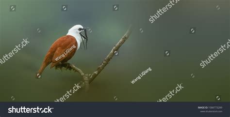 567 Bellbird Images, Stock Photos & Vectors | Shutterstock