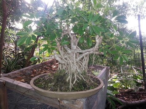 Leucaena Leucocephala Aka Mimosa Haole Koa Progress