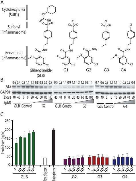 Effect Of GLB Analogs On ATZ Levels And Insulin Secretion In Mammalian