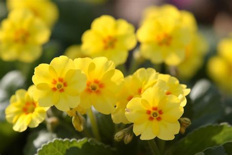 Primrose Flower Meaning, Symbolism & Spiritual Significance - Foliage ...