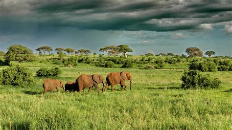 8 Days Tanzania Private Safari Tour Siroon Experience