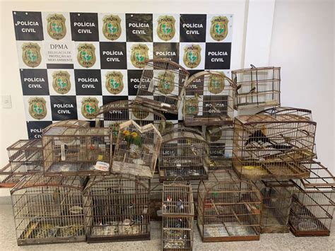 Mais de 50 aves silvestres são resgatadas e suspeito de comercializar