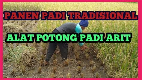 Panen Padi Tradisionalalat Potong Padi Arit Youtube