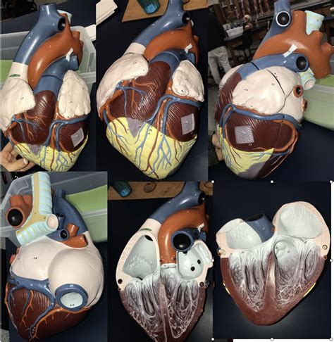 Nystrom Heart Model Diagram Quizlet