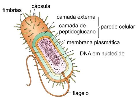 Bacterias Tem Membrana Plasmatica - Bactérias