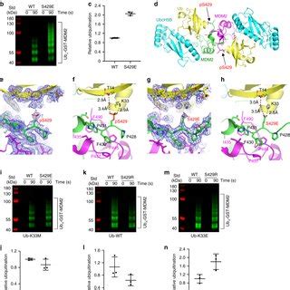 Crystal Structure Of Human Mdm Ring Domain Homodimer Bound To