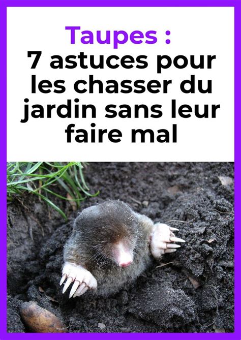 7 Astuces Pour Chasser Les Taupes Du Jardin Sans Leur Faire Mal Plans