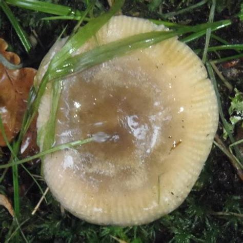 Russula Sororia Russula Sororia Picture Mushroom