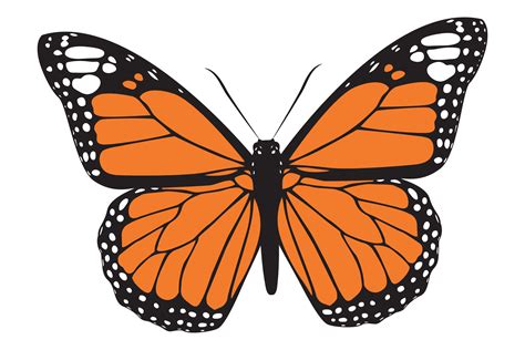 Monarch Butterfly Graphic By Looksgoodonyou Creative Fabrica