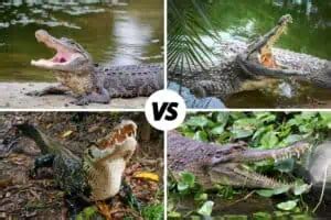 Alligator Vs Crocodile Vs Caiman Vs Gharial [UPDATED]