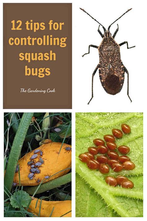 Easy And Proven Ways To Control Squash Bugs For Pest Free Gardens