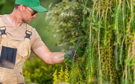 Unveiling Tree Health In Depth Assessment By Arborists