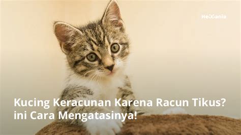 Cara Mengatasi Kucing Keracunan Racun Tikus Hewania