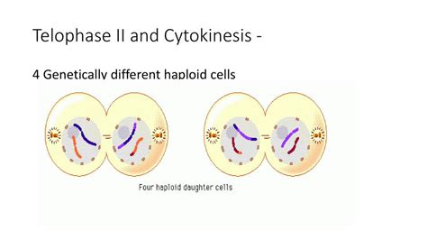 Meiosis Ppt Download