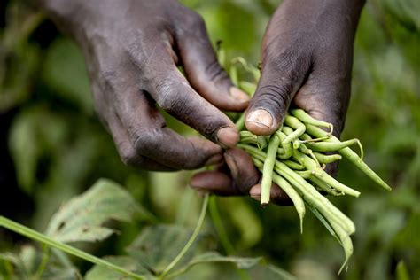 Climate Resilient Seeds Create Suistainable Agriculture Danchurchaid