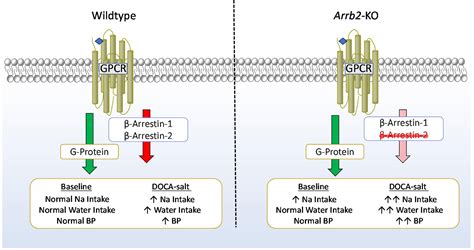 Arrb2 β Arrestin 2 Deficiency Alters Fluid Homeostasis And Blood