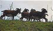 Category:Soay sheep - Wikimedia Commons