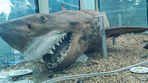 Great White Shark Abandoned At Wildlife Park New Plans For Preserved Shark Au