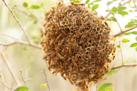 Nido De Abejas Tipos Y Caracter Sticas