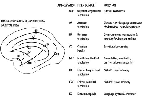 Neuroscience Fundamentals: Long Association Fibers | Draw It to Know It