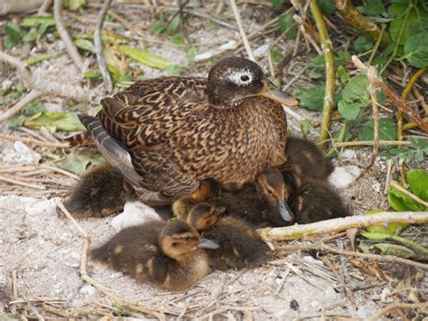 Division of Forestry and Wildlife: Wildlife Program | Laysan Duck