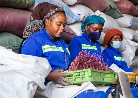 Magical Mbereshi Beans In Zambia Transforming Smallholder Farming