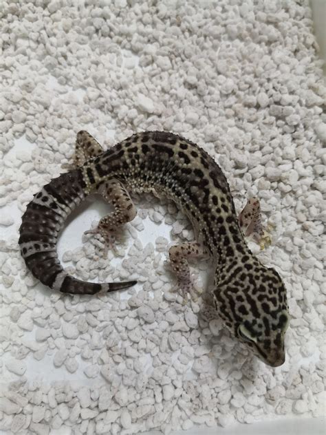 N Gecko Leopardo Black Night Hembra Reptilestore