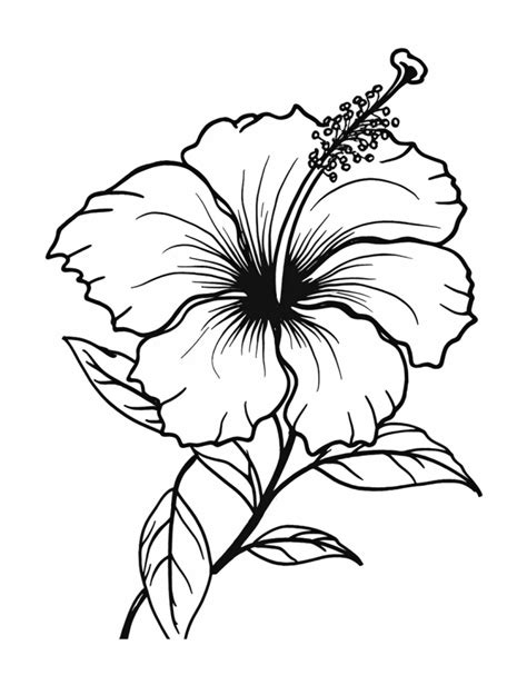 Gumamela Flower Clipart Black And White Cars