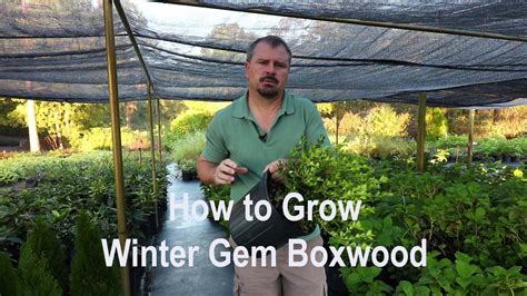 How To Grow Winter Gem Boxwoods Buxus With A Detailed Description