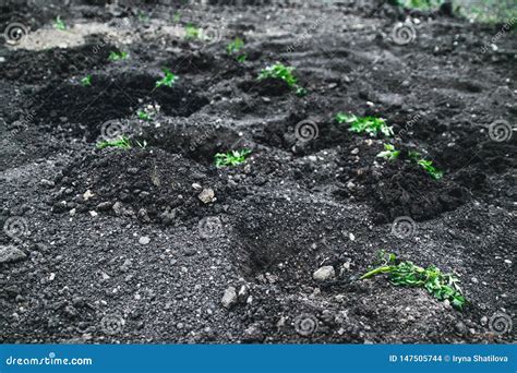 Installatie Nieuwe Aardappels Stock Foto Image Of Aarde Organisch