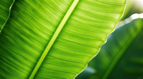 Vibrant Sunlit Green Banana Leaf Captivating Nature S Beauty Background