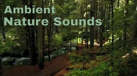 Ambient Nature Sounds Water River Calm Forest Background Music Relaxing