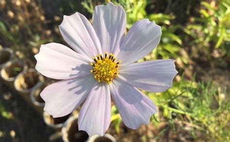 C Mo Se Cuida La Flor De Cosmos