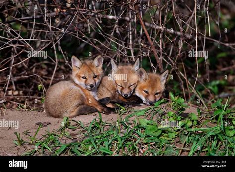 Baby Fox Kits Stock Photo - Alamy