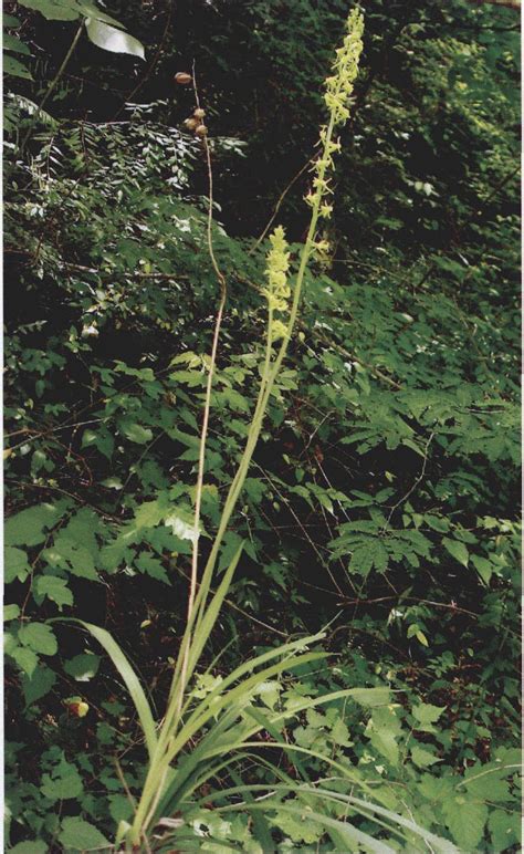 剑叶虾脊兰 秦巴野生植物 图片