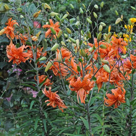 Lilien Im Sommergarten Jetzt Pflanzen Gartenpraxis