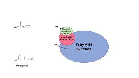 Fatty Acid Synthesis : Simplified | Epomedicine