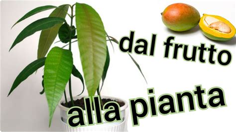 COME FAR CRESCERE UNA PIANTA DI MANGO DAL SEME FACILE YouTube