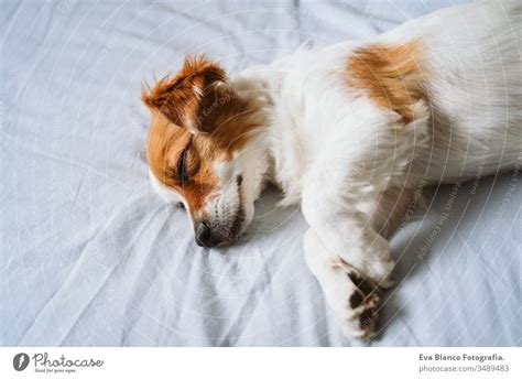 Portrait Of Cute Jack Russell Dog At Home Sleeping On Bed A Royalty